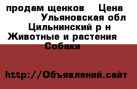 продам щенков  › Цена ­ 13 000 - Ульяновская обл., Цильнинский р-н Животные и растения » Собаки   